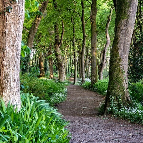 Courtmacsherry Woods