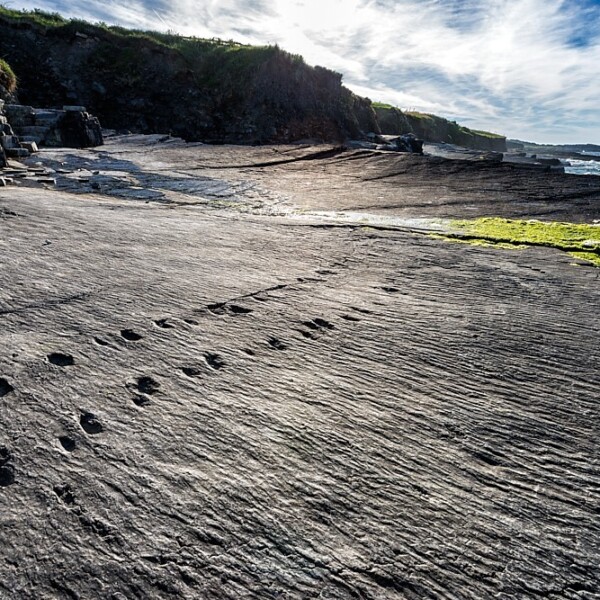 Valentia Island Tetrapod Footprints